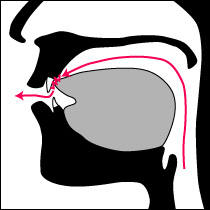 4.歯音（舌尖歯音）